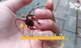 天牛起飞爆料视频播放,揭秘神秘生物的震撼起飞瞬间